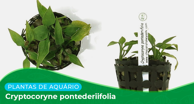 Ficha técnica: Planta Cryptocoryne pontederiifolia