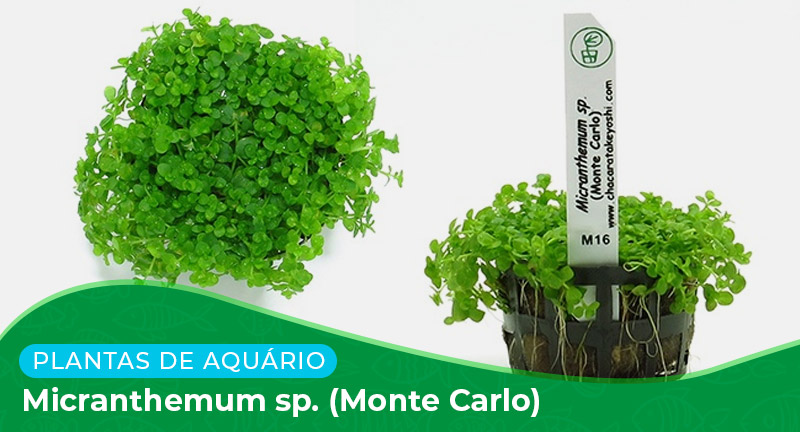 Ficha técnica: Micranthemum sp. (Monte Carlo)