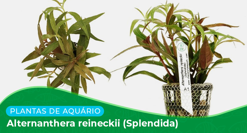 Ficha técnica: Planta Alternanthera reineckii (Splendida)