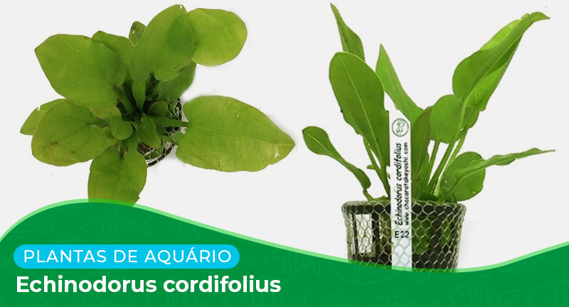 Ficha técnica: Planta Echinodorus cordifolius