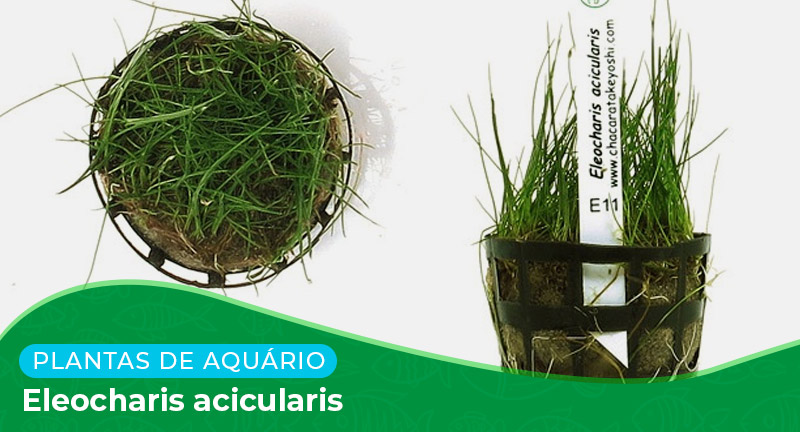 Ficha técnica: Planta Eleocharis acicularis