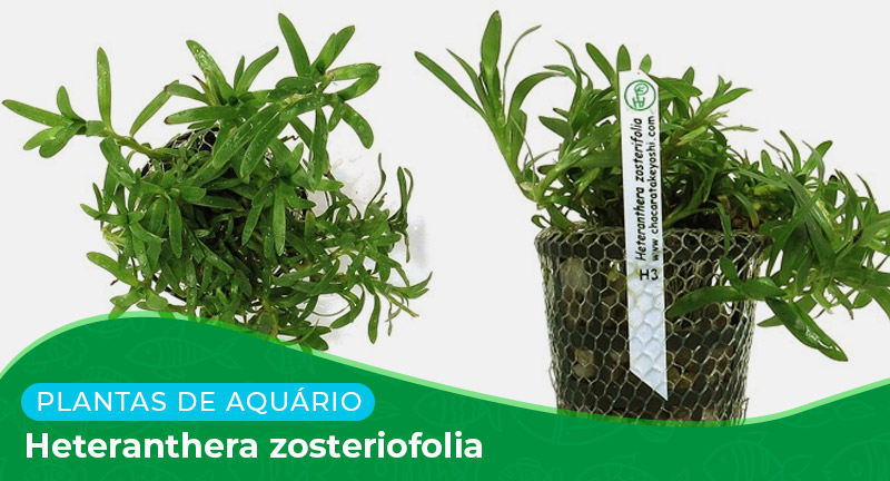 Ficha técnica: Planta Heteranthera zosteriofolia