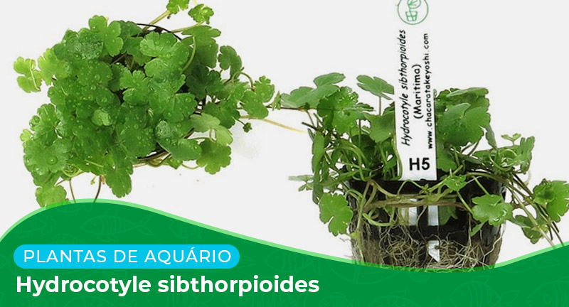 Ficha técnica: Planta Hydrocotyle sibthorpioides