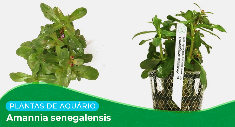 Ficha: Planta Amannia senegalensis