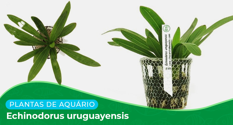 Ficha: Planta Echinodorus Uruguayensis