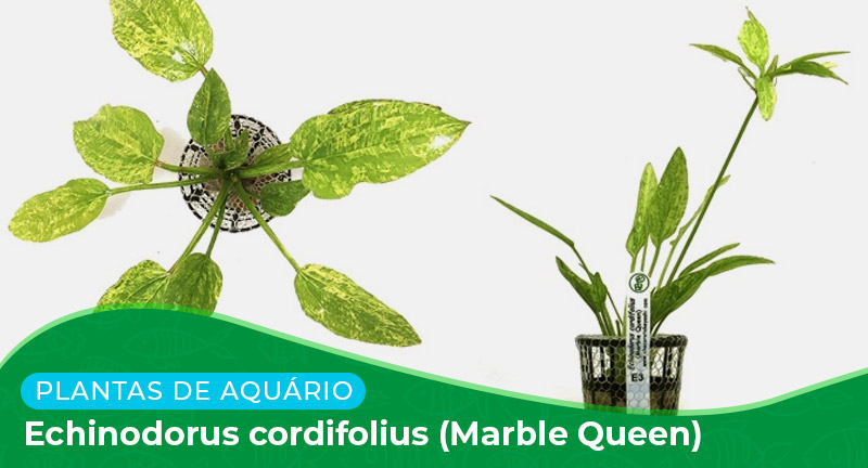 Ficha: Planta Echinodorus cordifolius (Marble Queen)