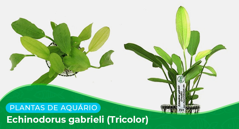 Ficha: Planta Echinodorus gabrieli (Tricolor)