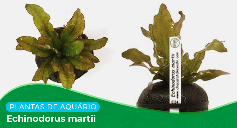 Ficha: Planta Echinodorus martii