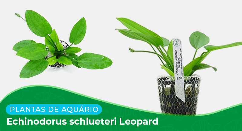 Ficha: Planta Echinodorus schlueteri Leopard