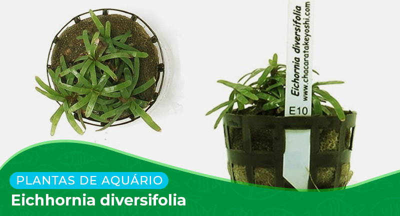 Ficha: Eichhornia diversifolia