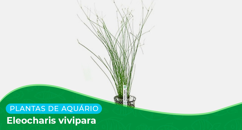 Ficha: Planta Eleocharis vivipara