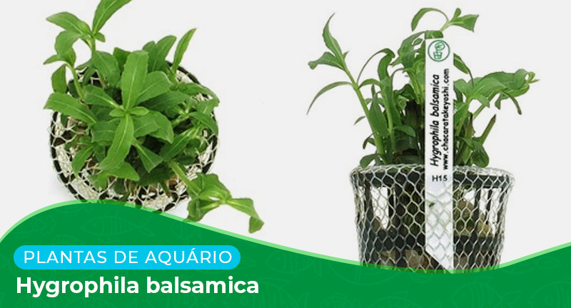 Ficha: Planta Hygrophila balsamica