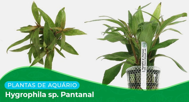 Ficha: Planta Hygrophila sp. Pantanal