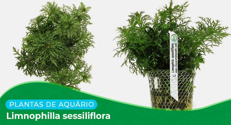 Ficha: Planta Limnophilla sessiliflora (Pinheirinho)