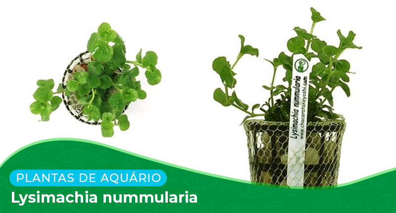 Ficha: Planta Lysimachia nummularia