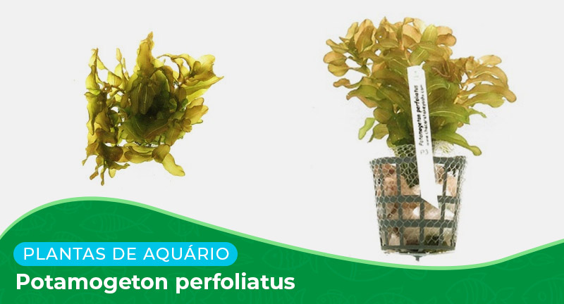 Ficha: Planta Potamogeton perfoliatus