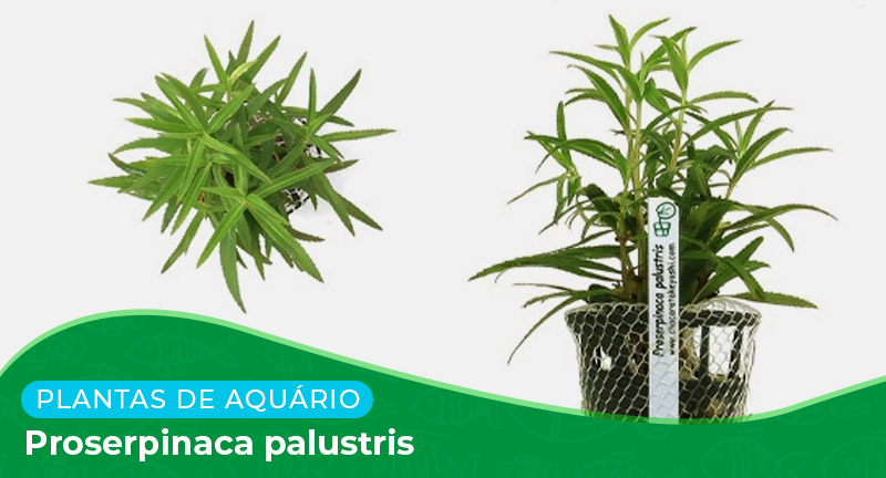 Ficha: Planta Proserpinaca Palustris
