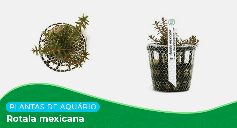 Ficha: Planta Rotala Mexicana