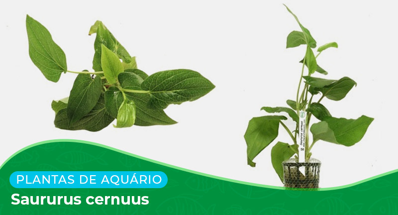 Ficha: Planta Saururus Cernuus