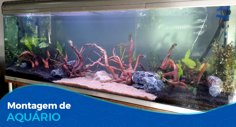 Vídeo: Montagem de um aquário com Plantas Naturais