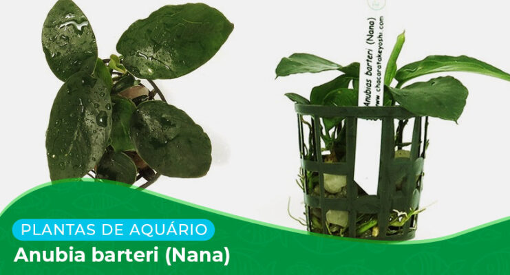 Ficha: Planta Anubia barteri (Nana)