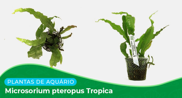 Ficha: Microsorium Pteropus Tropica