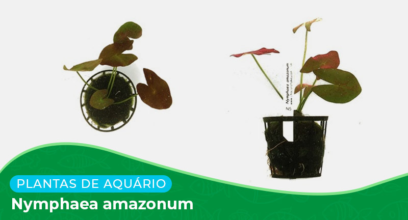 Ficha: Planta Nymphaea Amazonum