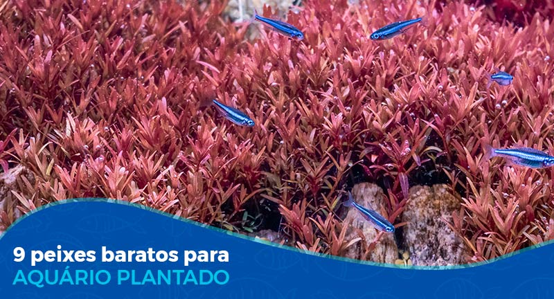 11 peixes de fundo perfeitos para seu aquário - Peixes e Aquarismo