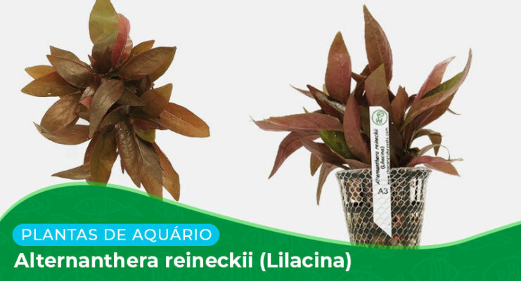 Ficha: Planta Alternanthera Reineckii (Lilacina)
