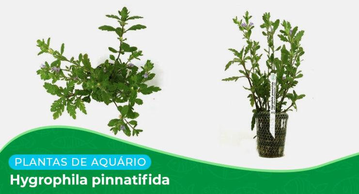 Ficha: Planta Hygrophila Pinnatifida