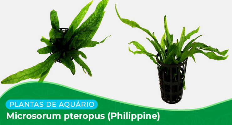 Ficha: Planta Microsorum Pteropus (Philippine)