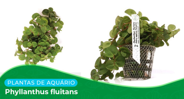 Ficha: Planta Phyllanthus Fluitans