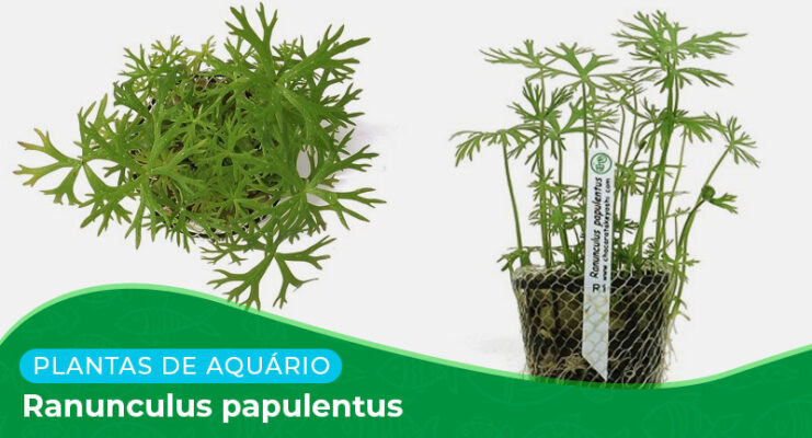 Ficha: Planta Ranunculus Papulentus