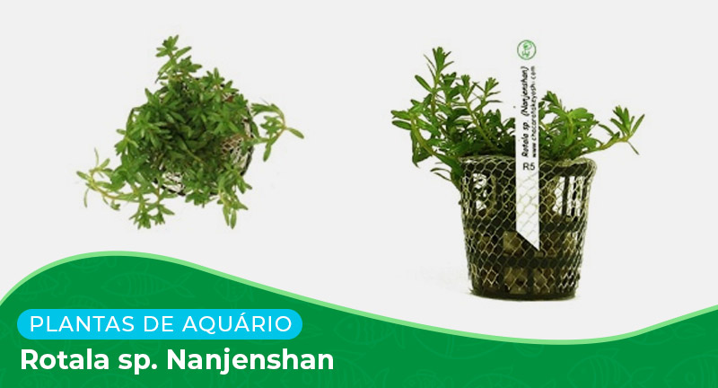 Ficha: Planta Rotala sp. Nanjenshan