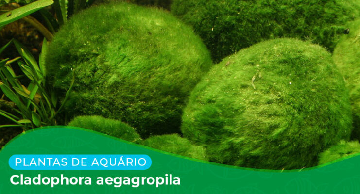 Ficha: Planta Cladophora Aegagropila