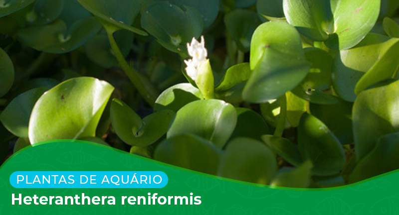 Ficha: Planta Heteranthera Reniformis