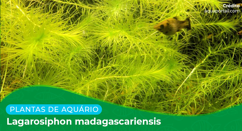 Ficha: Planta Lagarosiphon Madagascariensis