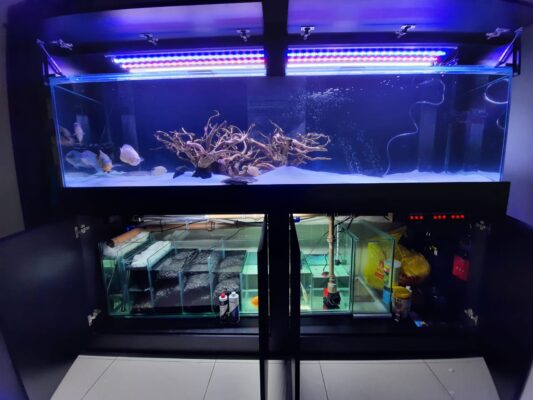aquario peixes jumbos