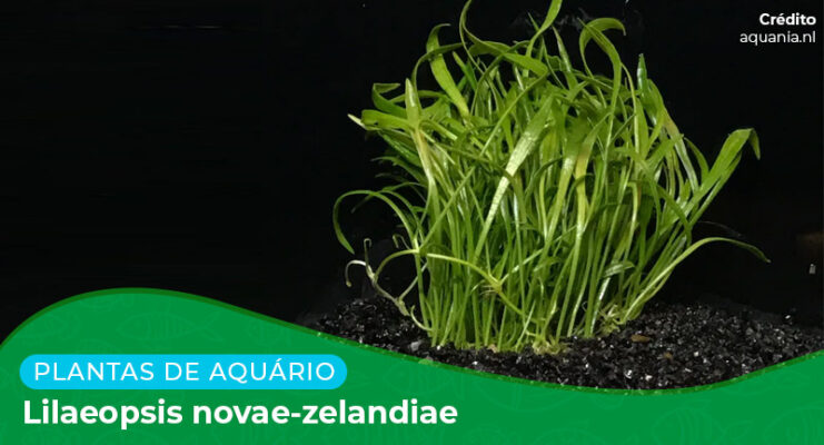 Ficha: Planta Lilaeopsis Novae-Zelandiae