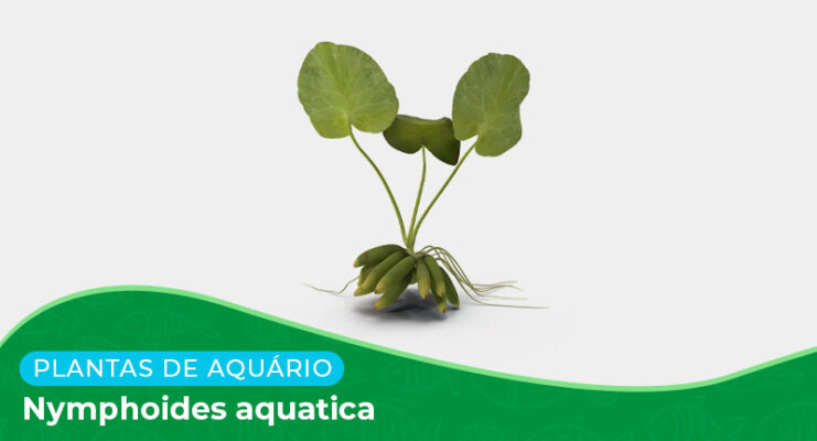 Ficha: Planta Nymphoides Aquatica