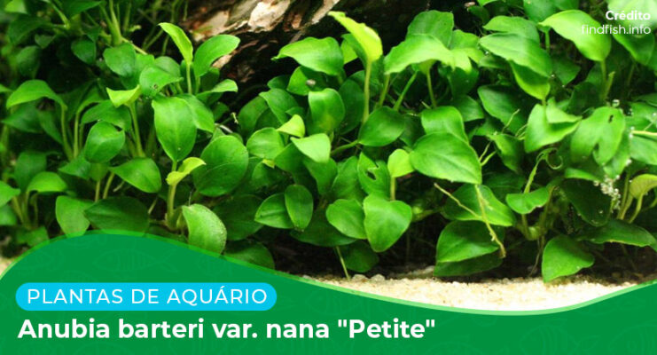 Ficha: Planta Anubias Barteri var. nana "Petite"