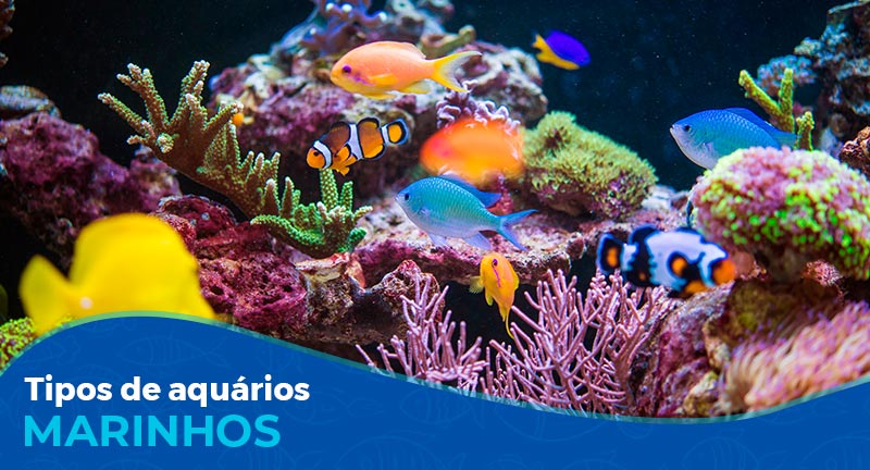 Quais são os principais tipos de aquário marinho?